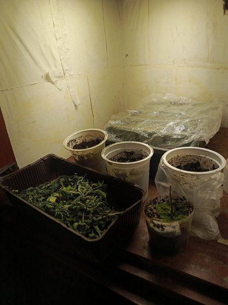 Житель Мордовии подозревается в покушении на сбыт наркотиков и культивировании конопли
